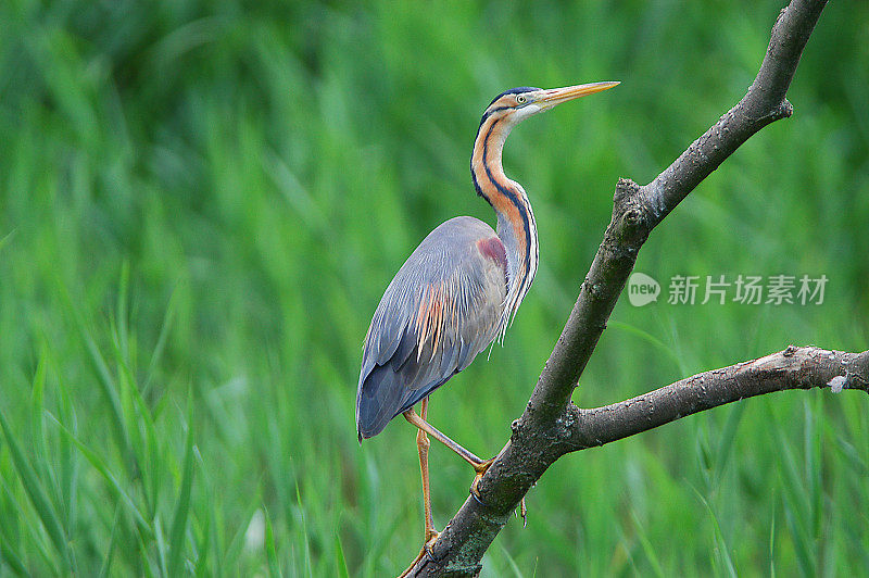 紫鹭(Ardea purpurea)